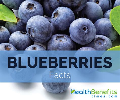 Blueberry Fakten